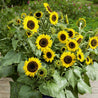 Sunflower - Seeds